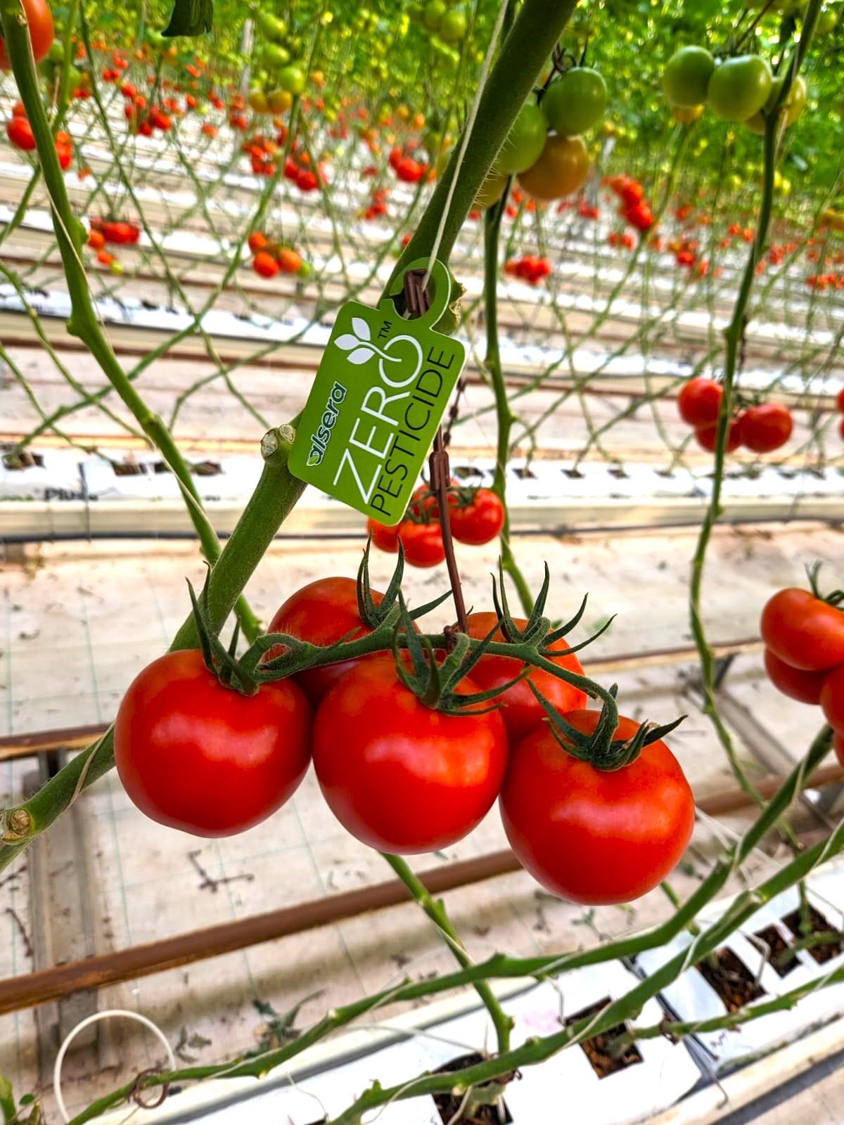 Tomato
