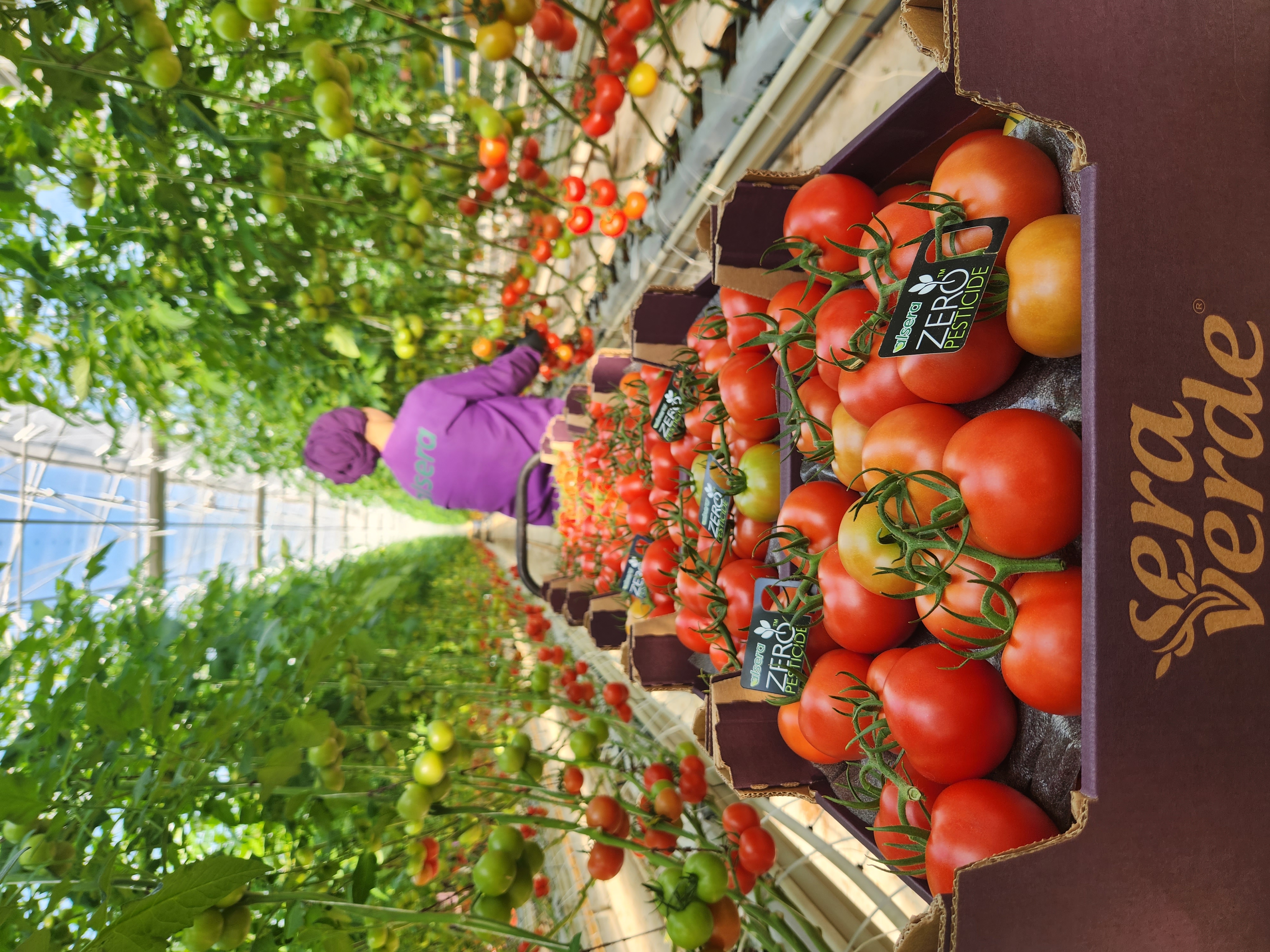 Tomato Big